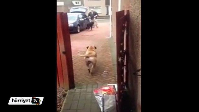 Köpek alışveriş poşetlerini tek tek taşıdı