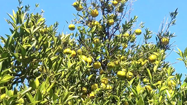 Ya casi maduras - Tangerinas y Naranjas (20/05/2022)