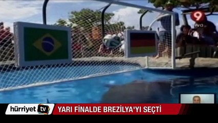 Kaplumbağa Kocakafa yarı finalde Brezilya'yı seçti