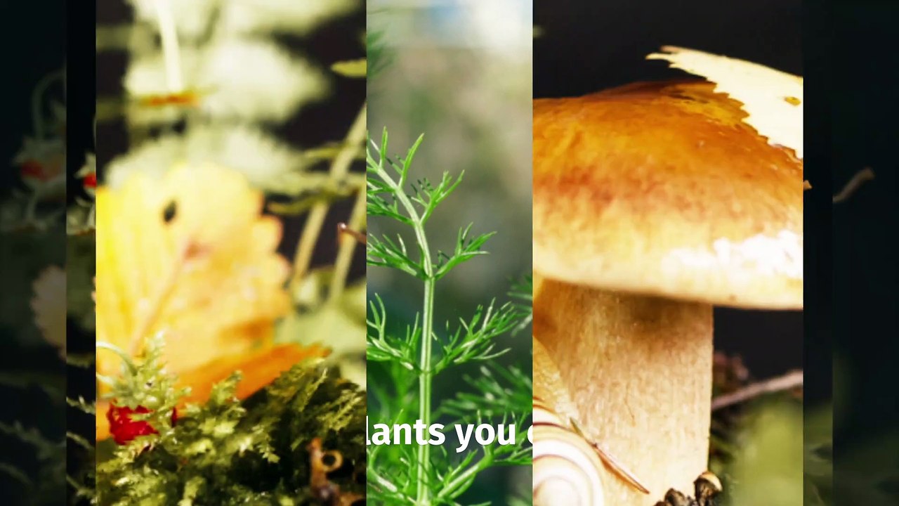 Wild Plants You Can Eat In Case You Need to Survive in the Wild