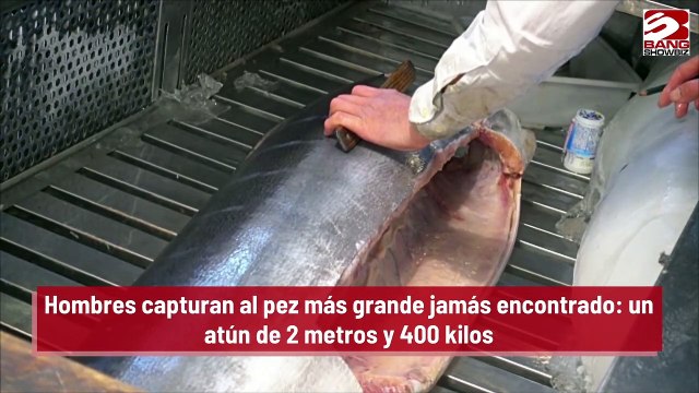 Hombres capturan al pez más grande jamás encontrado: un atún de 2 metros y 400 kilos