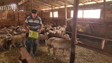 Edirneli Besici: "Eskiden Koyunları Sattığımızda Tarla Alıyorduk"