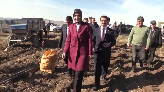 AFYONKARAHİSAR - Vali Yiğitbaşı,Şuhut ilçesinde patates hasadına katıldı