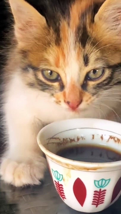 Meaw drinking coffee