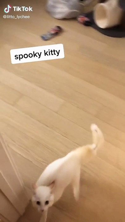 I love cat's