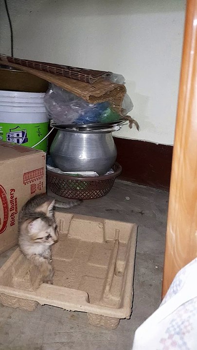 three kitten playing on home  in India
