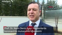 Prof. Dr. Naim Deniz Ayaz: Hayvanlarda koronavirüs mutasyona uğrayabilir