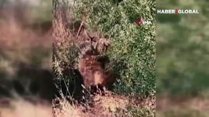 Kaçak geyik Turgutlu’da yakalandı