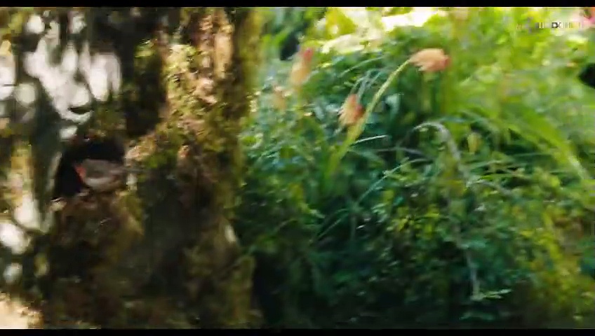 Video Il giardino segreto