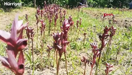 Bahçesinde fındıkla birlikte kilosu 150 liraya çıkan salep üretiyor