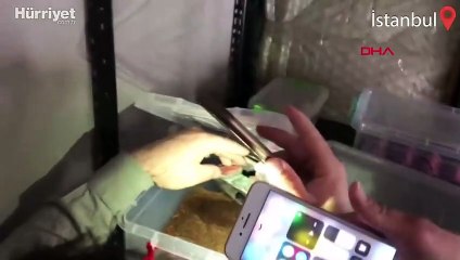 İstanbul’da hayvan kaçakçılığı operasyonu kamerada