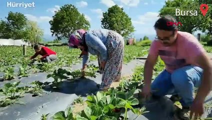 'Kırmızı elmas' hasadı başladı! 4 ülkeye ihraç edilecek