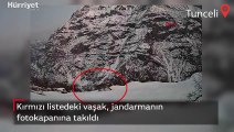 Kırmızı listedeki vaşak, jandarmanın foto kapanına takıldı