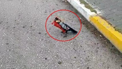 Karganın zor anları! İmdadına yoldan geçen bir öğretmen yetişti