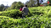 Doğu Karadeniz'e çay işçisi göçü başladı, uyarı geldi