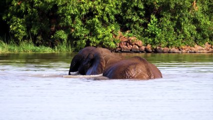 Elephants -this is a elephant