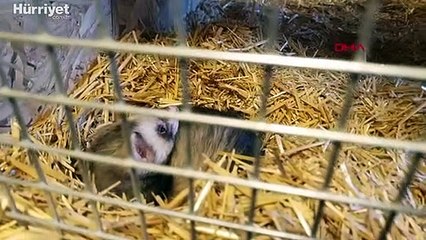 Ankara'da 'feret' üretimi yapılan eve baskın yapıldı