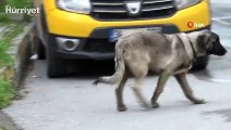 Ataşehir’de ‘köpeğe taş attın’ kavgası kamerada