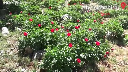 Koruma altındaki ayı güllerini koparmanın cezası 80 bin 465 lira