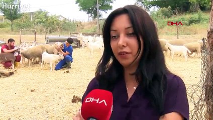 Dersimiz koyunlara dış parazit banyosu