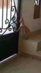 Chihuahua's Failed Escape Attempt