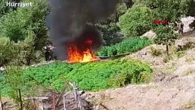 Bingöl'de 15 milyon kök kenevir ele geçirildi