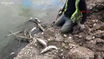 Kızılırmak Nehri'nde balık ölümleri