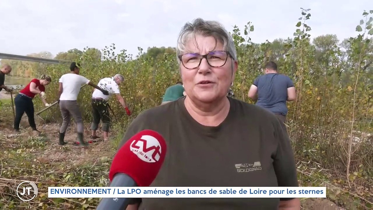 ENVIRONNEMENT / La LPO aménage les bancs de sable de Loire pour les sternes