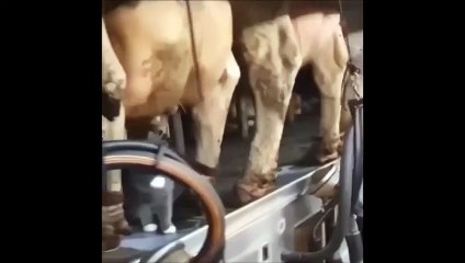 Lait gratuit pour les chats...