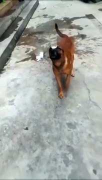 Ce chien est le roi de l'équilibre... avec un verre d'eau