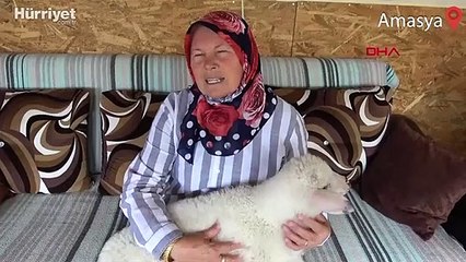 Torunu için aldığı kuzu peşinden ayrılmıyor