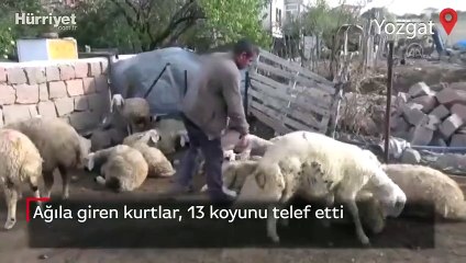 Download Video: Ağıla giren kurtlar, 13 koyunu telef etti