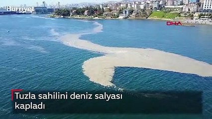 Tuzla sahilini deniz salyası kapladı