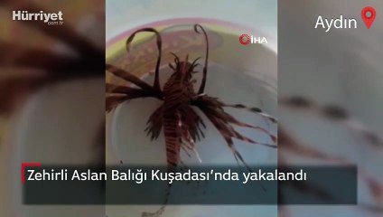 Zehirli Aslan Balığı Kuşadası’nda yakalandı