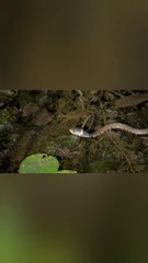 Ular dapat mangsa apa ada yang tau???