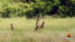 Cheetah Mother Tries Saving Cub After Leopard Catches It