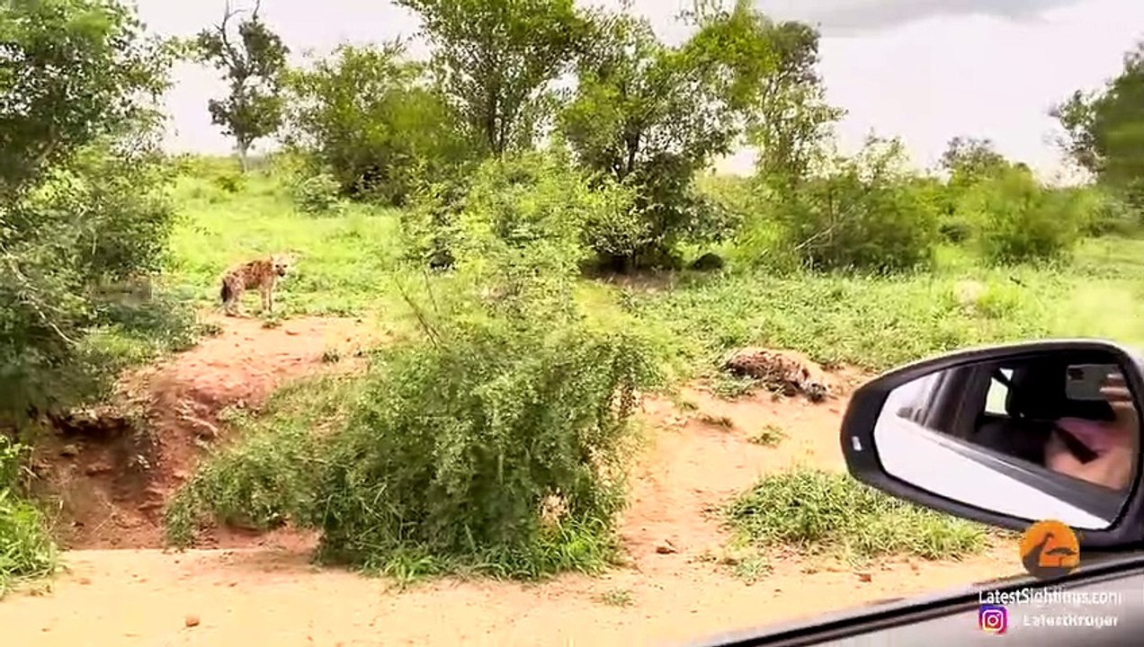 LIONESS SNEAKS UP ON SLEEPING HYENA CUBS
