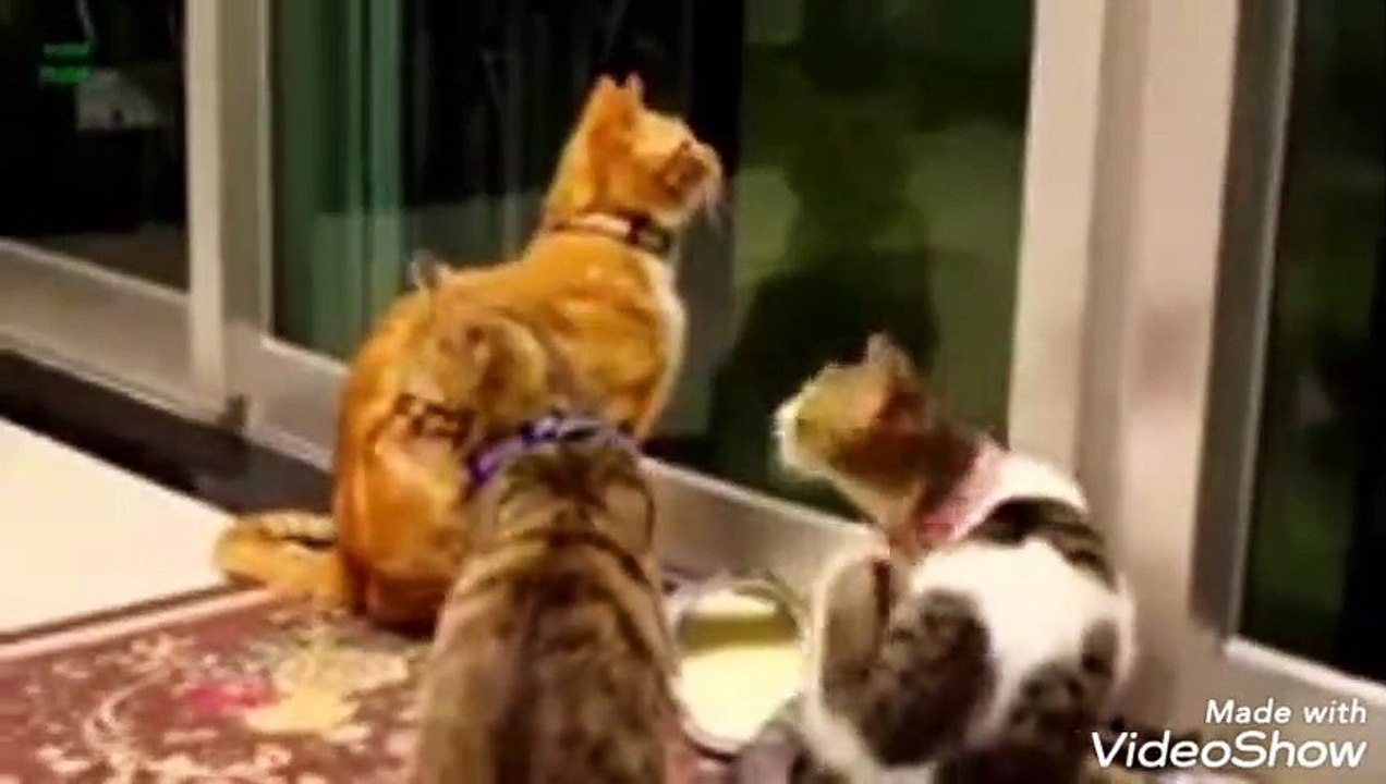 Dunia kucing