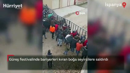 Güreş festivalinde bariyerleri kıran boğa seyircilere saldırdı