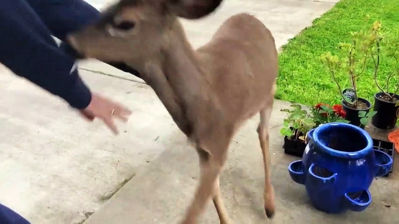 When Cute Animals TRY TO KILL YOU!