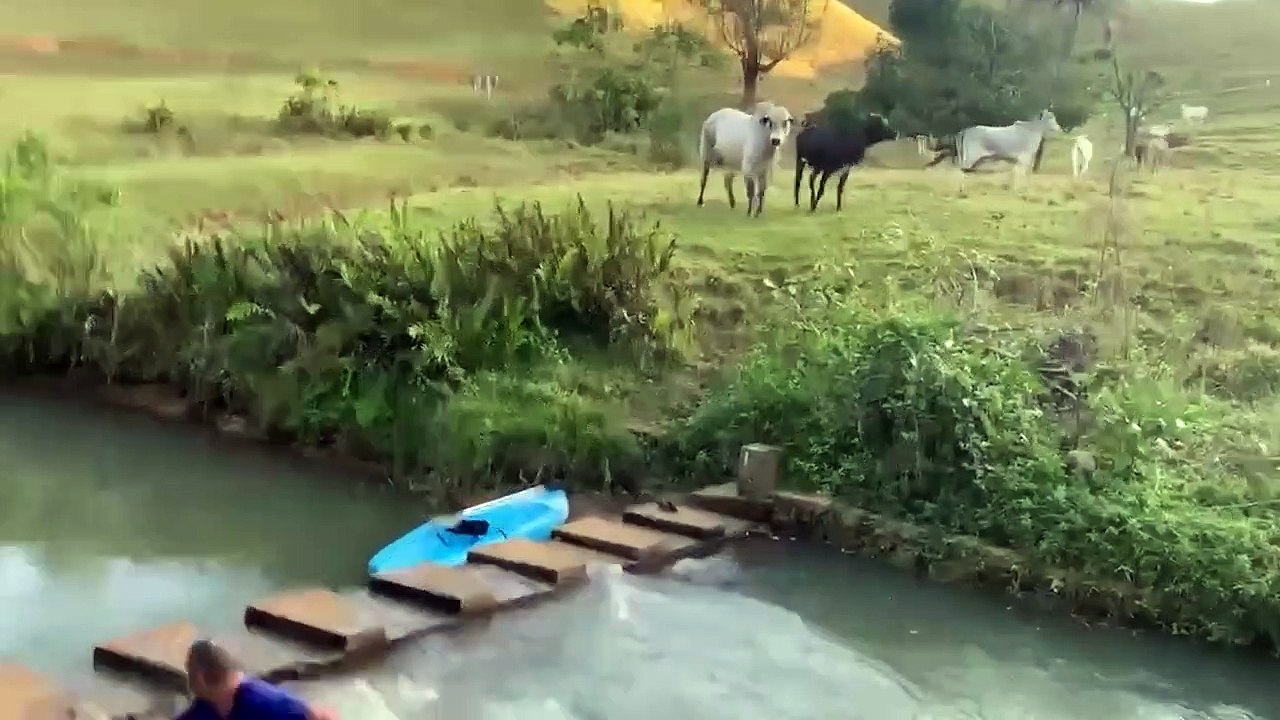 8 Minutes Of Interesting Animal Moments Caught...