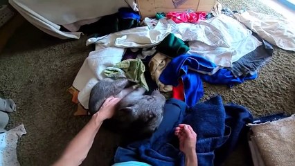 Wombats Being Wicked For 10 Minutes Straight