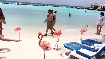 25 Interesting Animal Moments Filmed At The Beach