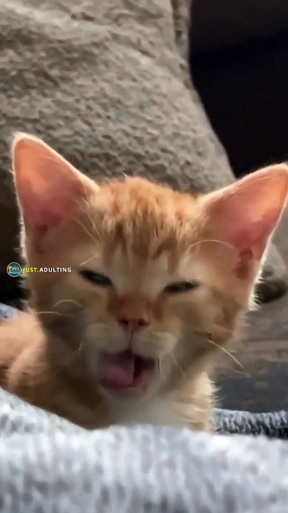 Cute baby Cat video