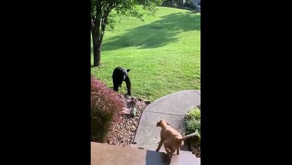 BEYOND BELIEF!  Animal Moments