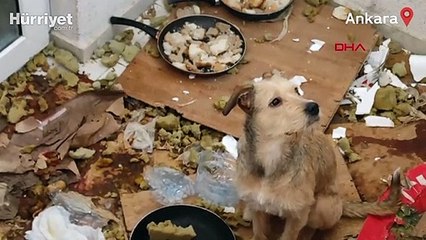 Balkonda kötü koşullarda tutulan 2 köpeğe el konuldu