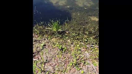 30 Interesting Animal Moments Caught On Camera