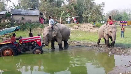 25 Times Animals Proved We Don't Deserve Them