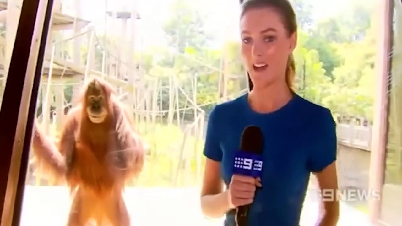 Possessed Animals Caught On Camera