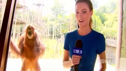 Possessed Animals Caught On Camera